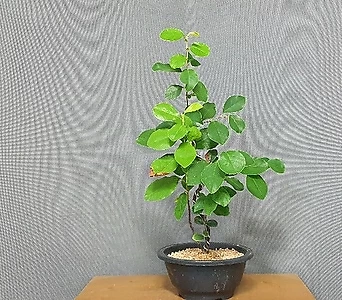 모과나무 1