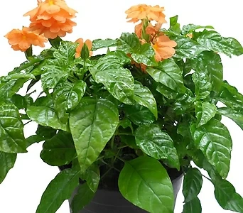 크로산드라(중품) 관엽 주황색꽃 공기정화식물 식물키우기 플랜테리어 1