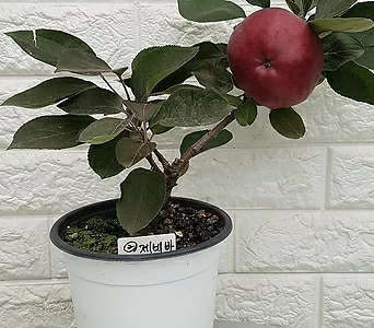 사과나무 제네바 48 - 동일품배송 1