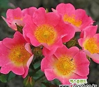 독일장미.4계.토폴리나.예쁜粉色색에노랑색립프.oldrose향기.꽃3~4cm.아주예뻐요.정원장미.월동가능.상태굿.늦가을까지피고합니다.~~ .4...old rose .3~4cm.....  .~~ 1