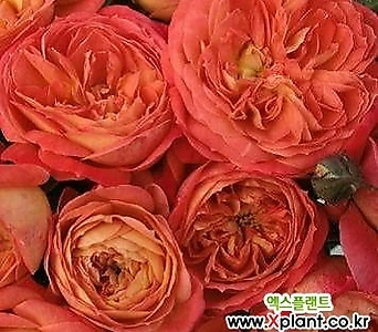 독일장미.4계.퀸오브하트.예쁜샬몬오렌지.old rose 향기.꽃8cm.아주예뻐요.정원장미.월동가능.상태굿.늦가을까지 피고 합니다.~~~ 1