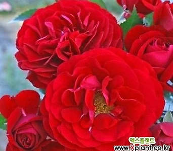독일장미.4계.보르도.예쁜 빨강,레드색.old rose 향기.꽃10cm.아주예뻐요.정원장미.월동가능.상태굿.늦가을까지 피고 합니다.~ 1