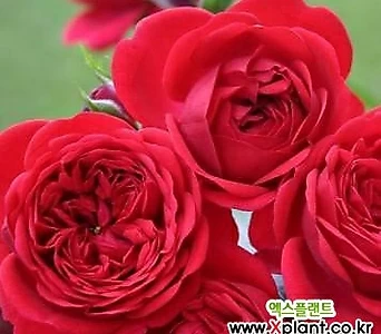 독일장미.4계.아웃오브로젠하임.예쁜 빨강,레드색.old rose 향기.꽃10cm.아주예뻐요.정원장미.월동가능.상태굿.늦가을까지 피고 합니다.~ 1