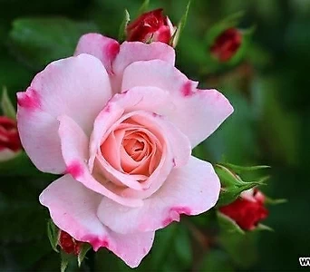 독일장미.4계.로젠스타트 프라이싱.예쁜핑크색그라데이션.old rose 향기.꽃7~8cm.아주예뻐요.정원관목장미.월동가능.상태굿.늦가을까지 피고 합니다.~~ 1