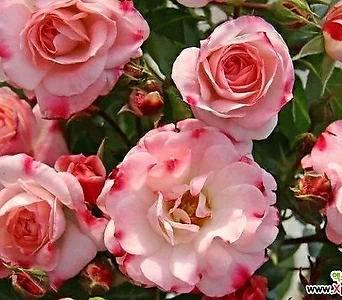 독일장미.4계.로젠스타트 프라이싱.예쁜핑크색그라데이션.old rose 향기.꽃7~8cm.아주예뻐요.정원관목장미.월동가능.상태굿.늦가을까지 피고 합니다.~~ 1
