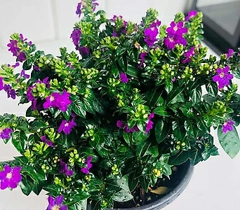일년에 아홉번 꽃피우는 쿠페아 구페아 공기정화식물 키우기 쉬운 식물 1