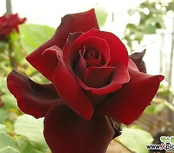 Echeveria Black Rose 4.L...... 1