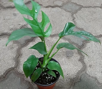 히메몬스테라/수잎식물 1