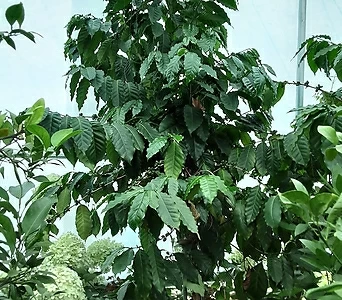 열매달린커피나무 1