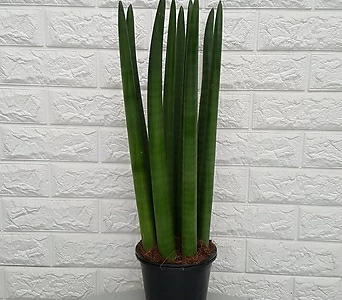 스투키 9촉 55cm내외 - 공기정화식물 1