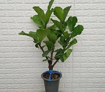 떡갈나무55 - 공기정화식물 1