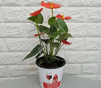 안스리움 빨강15 - 실내공기정화식물 1