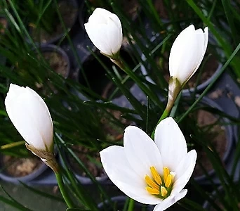 Crocus sativus L. // 1