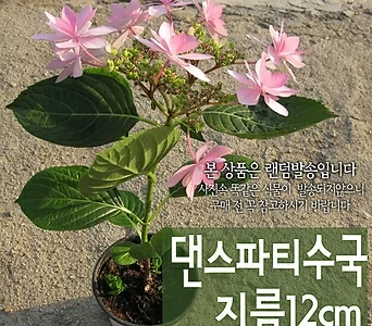 [허브여울] 댄스파티 수국 (식물높이 30cm 핑크색 수국 노지월동) 지름 12cm 중품화분 1