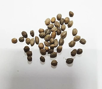 노랑말채나무씨앗50g(1500립) 1