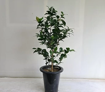동백나무 블랙로즈/공기정화식물/반려식물/온누리 꽃농원 1
