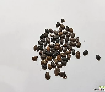 아카시아나무씨앗50g(2000립) 1