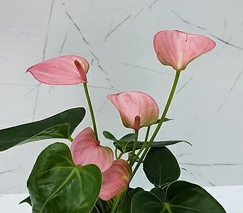[도희씨네 정원]사계절 꽃피우는 꼬맹이 안시리움 핑크 140 1