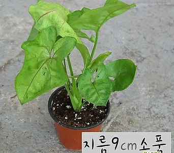 [허브여울공기정화] 네온 싱고니움 (칼라싱고니움) 지름 9cm 소품 관엽화분 1