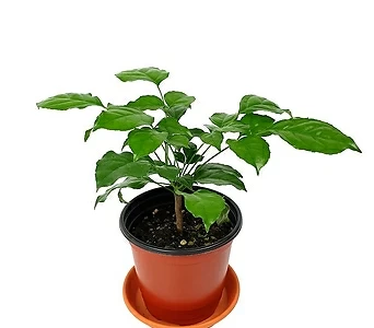 녹보수 공기정화식물 1