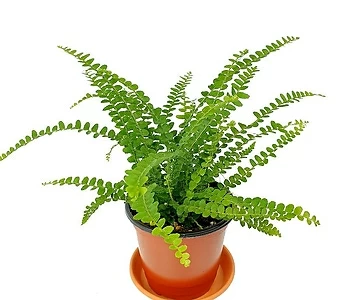 더피 공기정화식물 1