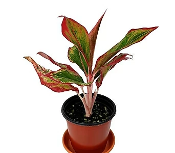 오로라 식물 1
