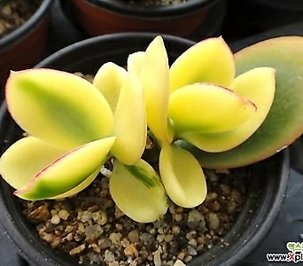 Crassula argentea f variegata - 1