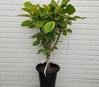 뱅갈고무나무55 - 공기정화식물 1