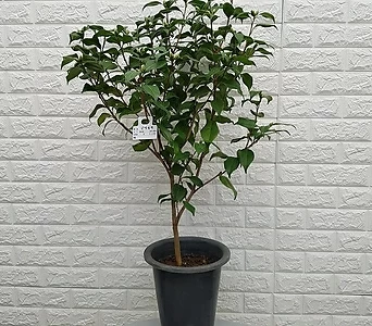 삼색동백나무65 1