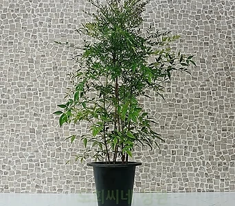 [도희씨네 정원] 단풍이 예쁜 남천나무 대형 250 1