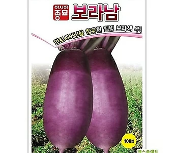 (아시아종묘/무씨앗종자) 보라남 (100립) 동치미무 1