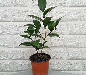 동백나무 - 빨강동백나무10 1