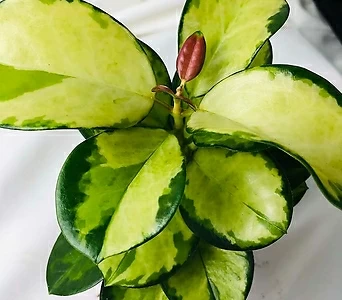 호야 리사 Hoya australis lisa 플랜테리어 1