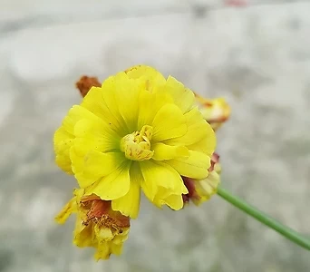 콤퓨레샤 사랑초 홑꽃 겹꽃 랜덤발송 1