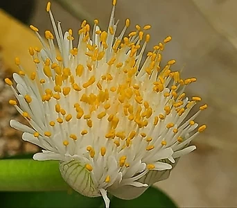 알비프로스.헤만투스.털군자란.밍크붓꽃(흰색꽃)꽃대.자구 몸이많이붙어있어요.많은자구모듬.~ 1