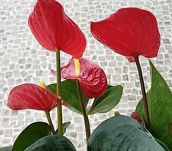 도희씨네 정원>> 사계절 꽃을 볼수있는 안시리움 빨강 189 1