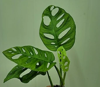 오블리쿠아 몬스테라   아단소니 25 잎사귀1-5장 사이 랜덤발송 1