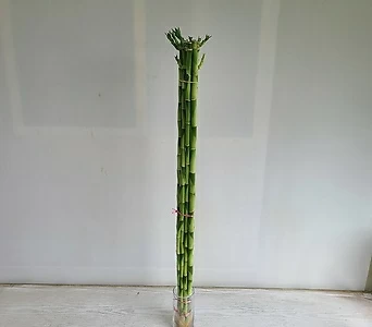 개운죽80cm,10개입/공기정화식물/온누리 꽃농원 1
