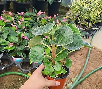 멕시코베고니아 (공기정화희귀식물) 1