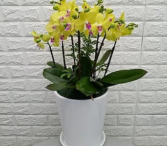 Phalaenopsis - ,,, 1
