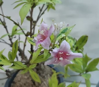 분재 무늬병꽃나무 1