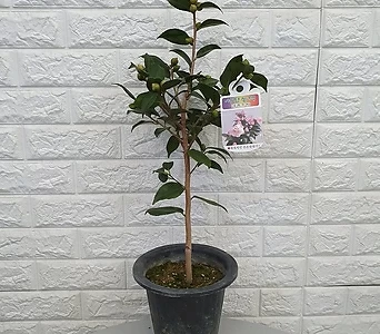 동백나무 - 서향동백나무45 1