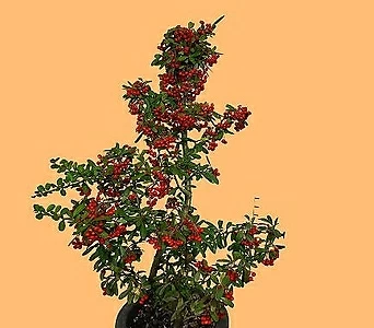 꽃과나무 ] 피라칸사스 / 피라칸사 / 열매 / 꽃 / 월동 / 야생화 /  관상용 1
