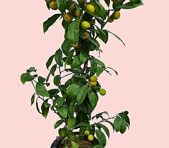 꽃과나무 ] 레몬오렌지 / 유실수 / 열매 / 향기 / 관상용 / 그린테리어 1