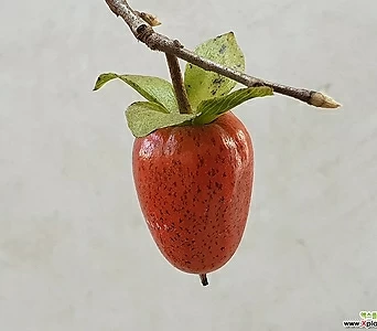일세노아시 (양귀비) - 빨강열매, 결실주 1