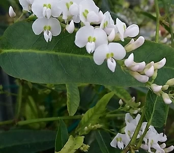흰색싸리꽃 1