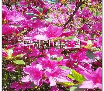 철쭉나무 (자산홍) 분홍꽃 H0.4전후 5주묶음,목하원예조경 1