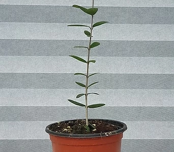 올리브나무(아르베키나) 10CM포트  고급식물  반려식물  꽃보러가자 1