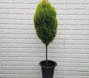 율마(외목대)45 - 공기정화식물 1