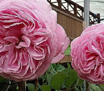 독일장미.4계.로젠그래핀 마리 앙리에뜨.예쁜핑크색.old rose 향기.꽃8-10cm.아주예뻐요.정원관목장미.월동가능.상태굿.늦가을까지 피고 합니다. 1